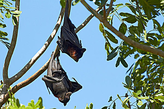 水果,蝙蝠,阿德莱德,河,北领地州,澳大利亚