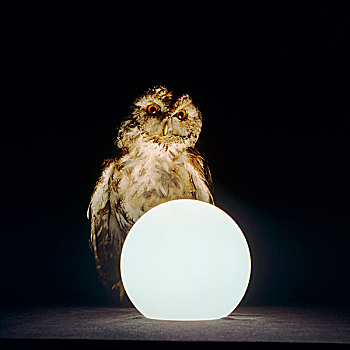 猫头鹰,灯光,水晶球