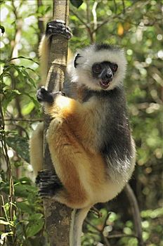 冕狐猴,安达斯巴曼塔迪亚国家公园,马达加斯加