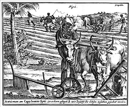 牛,耕作,地点,南非,18世纪