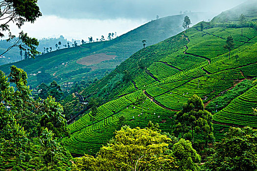 茶园,中央省,斯里兰卡