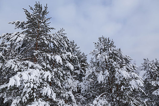 寒冷,俄罗斯,雪,冬天