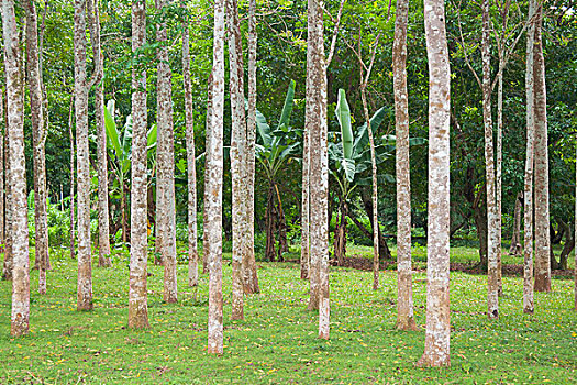 橡胶,树,种植园,南方,泰国,亚洲
