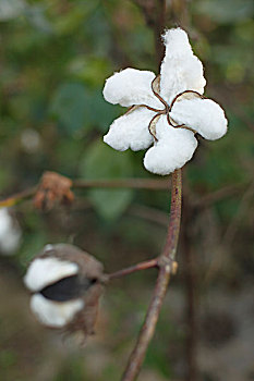 棉花