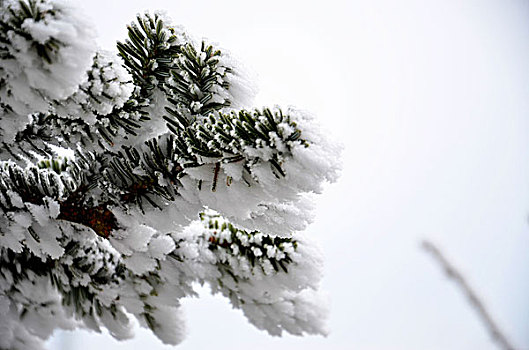 成都西岭雪山美丽雪景