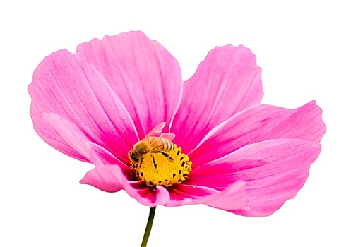 粉色,雏菊,蜜蜂,裁剪,小路