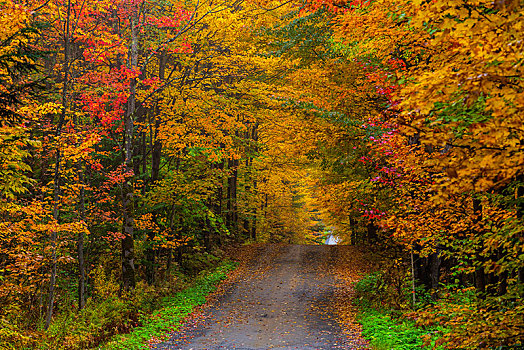 土路,彩色,树,秋天,魁北克,加拿大,北美