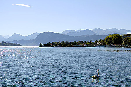 瑞士琉森湖的天鹅