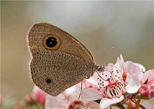 蝴蝶,澳大利亚,粉花