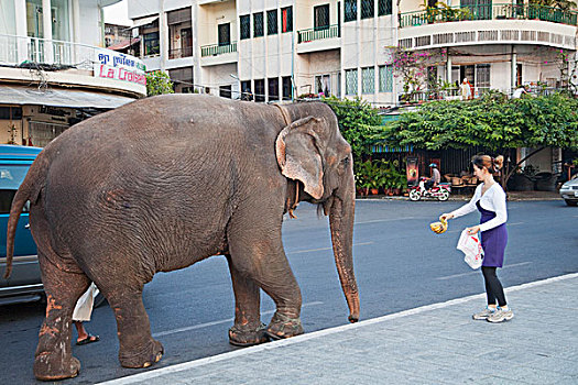 柬埔寨,金边,大象,走,主路