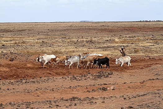 母牛,牛,北方,肯尼亚