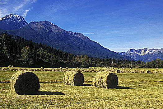 干草包,区域,不列颠哥伦比亚省,加拿大