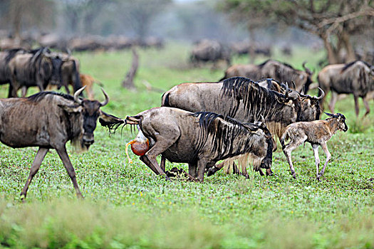 蓝角马,角马,女性,出生,幼兽,塞伦盖蒂国家公园,坦桑尼亚
