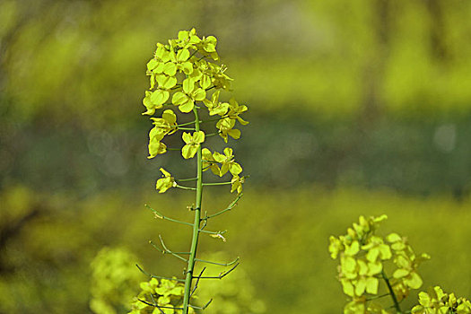 油菜花,桃花,梨花,春天