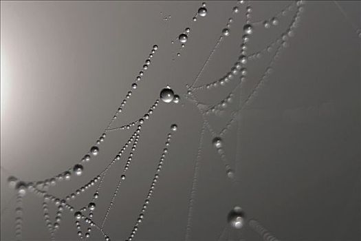 水滴,蜘蛛网
