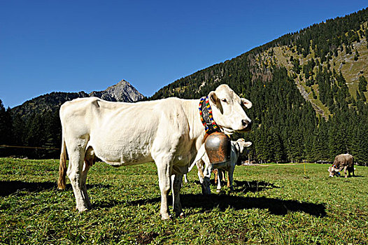 装饰,母牛,哪里,牛,背影,高山,草场,山谷,提洛尔,奥地利,欧洲