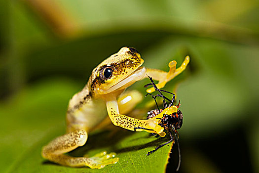 芦苇,青蛙,甲虫,捕食,国家公园,马达加斯加