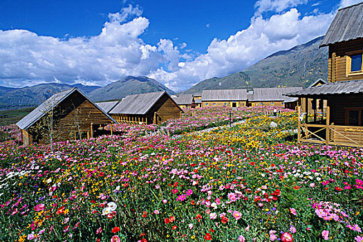 美丽的禾木乡,鲜花与屋舍,新疆阿尔泰布尔津