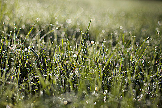 湿,草