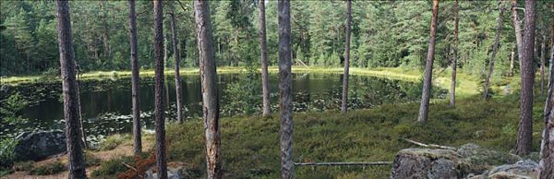 小,湖,树林,史马兰,瑞典