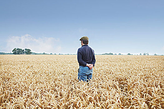 农民,站立,地点,小麦