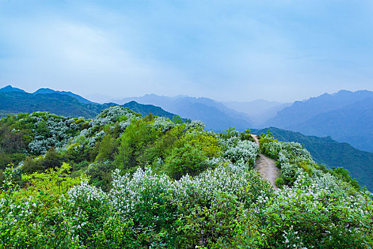 陕西秦岭,白鹃梅