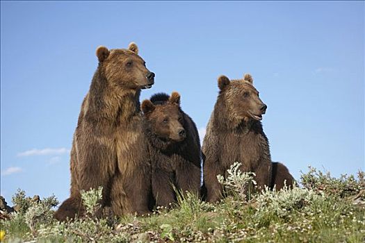 大灰熊,棕熊,母亲,两个,1岁,幼兽,北美