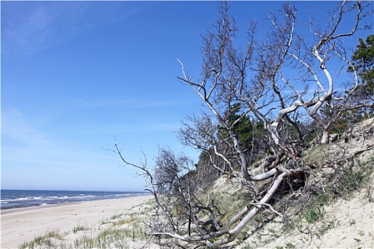 海滩,枯木