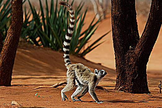 狐猴,干燥,树林,预留,南,马达加斯加