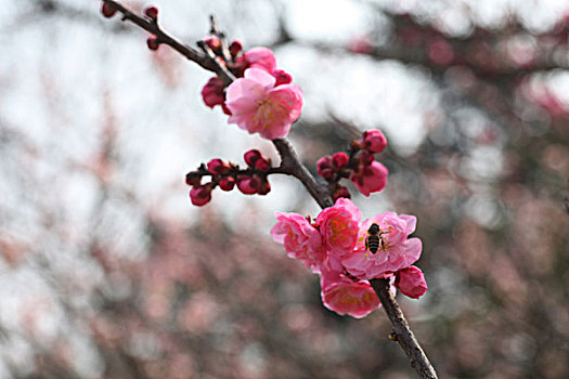 梅花,花朵,梅园,春天,报春