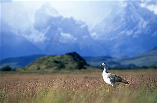 安第斯,鹅,南美大草原,仰视,山峦,托雷德裴恩国家公园,智利