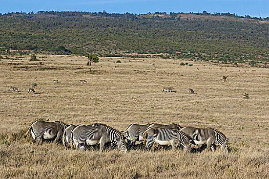 斑马,细纹斑马,牧群,放牧,莱瓦野生动物保护区,北方,肯尼亚