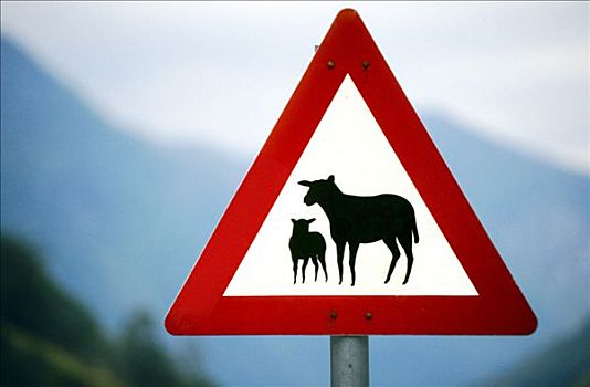 交通标志,指示,绵羊