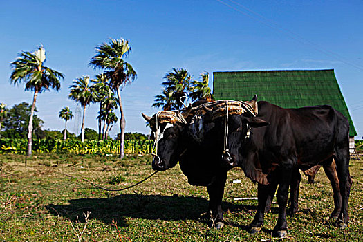 古巴,牛,农场,省