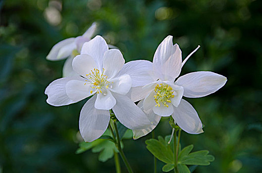 耧斗菜,瓦沙奇山,犹他