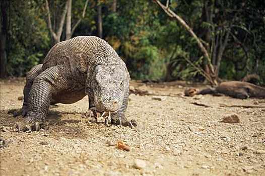 科摩多巨蜥,科摩多龙,大,移动,科莫多岛,印度尼西亚