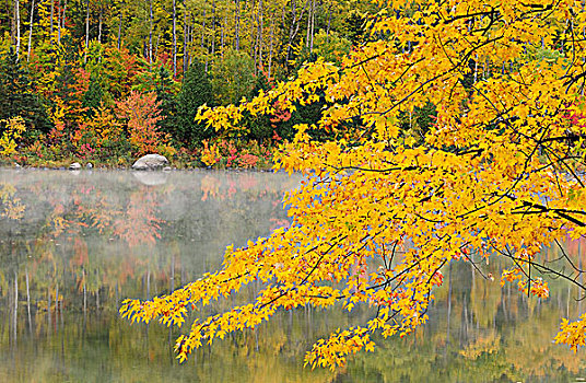 糖枫,悬挂,湖,萨德伯里,安大略省,加拿大