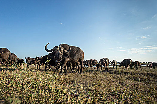 非洲,博茨瓦纳,乔贝国家公园,牧群,南非水牛,非洲水牛,进食,草地,乔贝,河