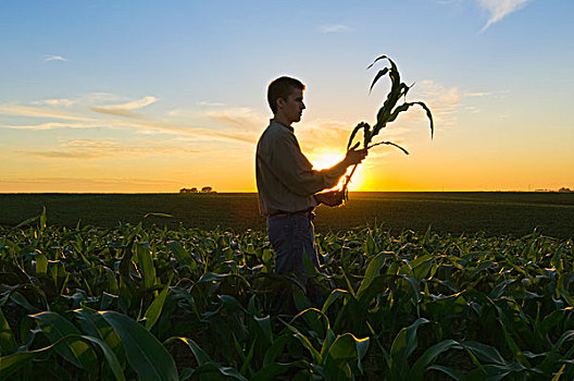 农业,年轻,农民,生长,玉米作物,地点,日落,爱荷华,美国