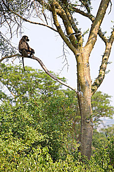 橄榄,狒狒,坐,树,干燥,靠近,伊丽莎白女王国家公园,乌干达,非洲