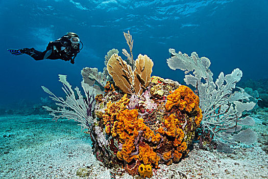 水中呼吸器,潜水,看,礁石,排列,多样,彩色,海绵,珊瑚,沙,仰视,小,多巴哥岛,斯佩塞德,特立尼达和多巴哥,小安的列斯群岛,加勒比海