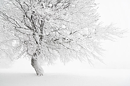 雪,遮盖,山毛榉,山,黑森林,巴登符腾堡,德国,欧洲