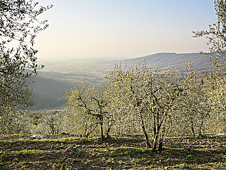 橄榄树,在山坡,俯瞰,谷,与山,在距离,意大利语,农村的,托斯卡纳,意大利