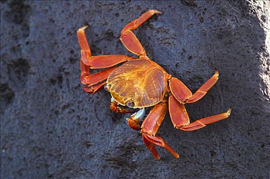 细纹方蟹,红色,火山岩,螃蟹,方蟹,胡德岛,岛屿,厄瓜多尔