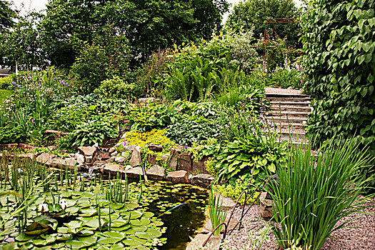 水生植物,水塘,岩石,边缘,花园,小路,台阶,背景