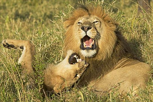 非洲狮,狮子,老人,青年,互动,马赛马拉国家保护区,肯尼亚