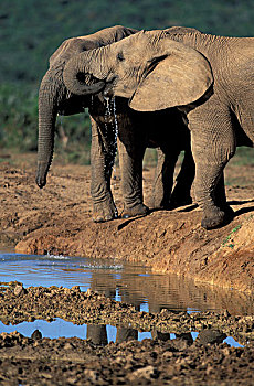 南非,大象,公园,水边,洞