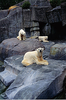 北极熊,哥本哈根,动物园,丹麦