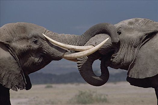 非洲象,特写,肖像,两个,雄性动物,问候,仪式,安伯塞利国家公园,肯尼亚