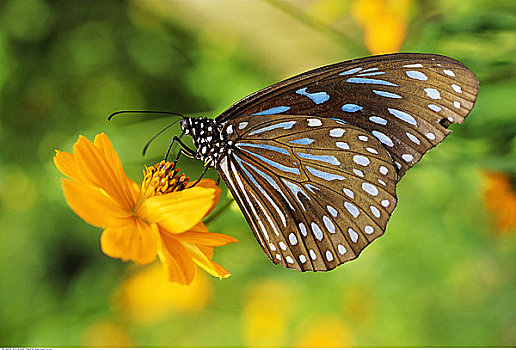 蝴蝶,普吉岛,泰国